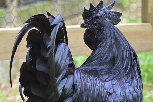 kadaknath-chicken.jpg